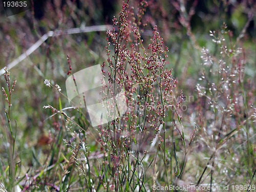 Image of Straw