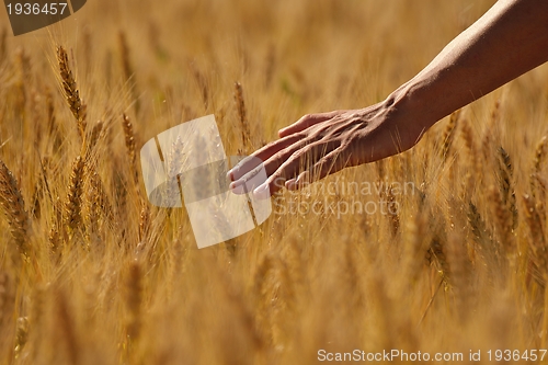 Image of hand in wheat field