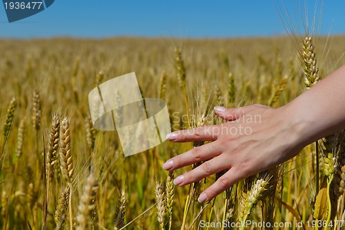 Image of hand in wheat field