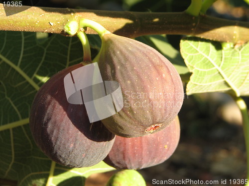Image of Red figs