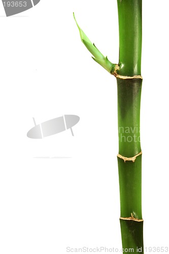 Image of Bamboo macro