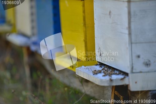 Image of honey bee home in nature