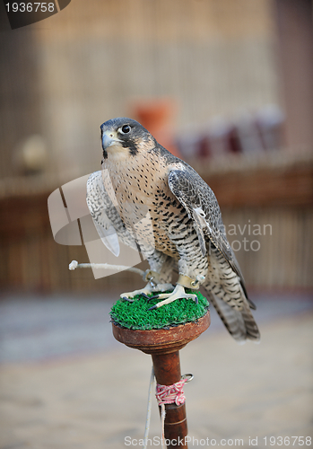 Image of arab falcon bird