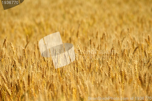 Image of wheat field with blue sky in background