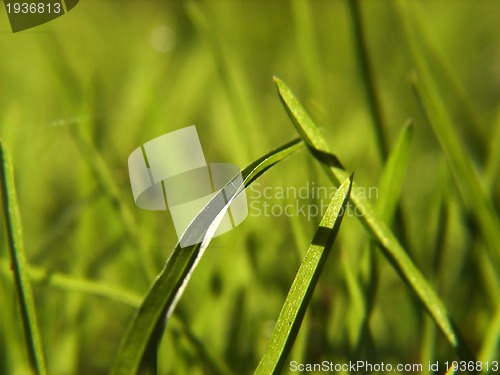 Image of green grass background