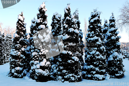 Image of Snow covered Christmas trees