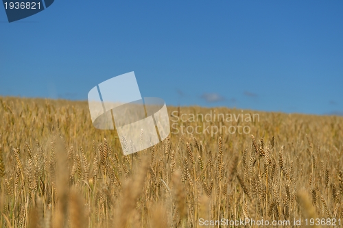 Image of wheat field with blue sky in background