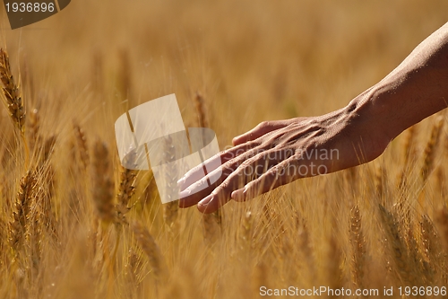 Image of hand in wheat field