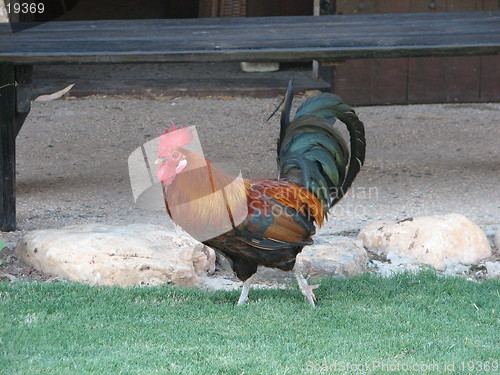 Image of A rooster