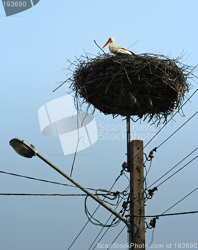 Image of Stork