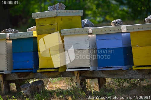 Image of honey bee home in nature