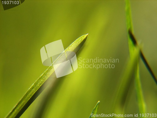 Image of green grass background