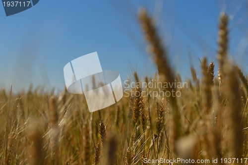 Image of wheat field with blue sky in background