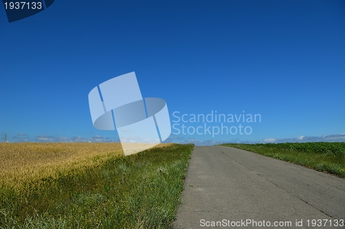 Image of wheat field with blue sky in background