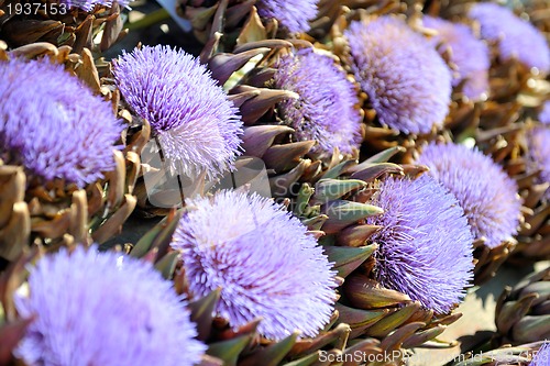 Image of artichoke purple flower