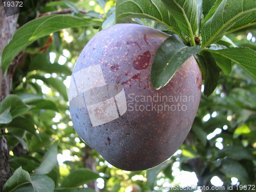 Image of A big plum
