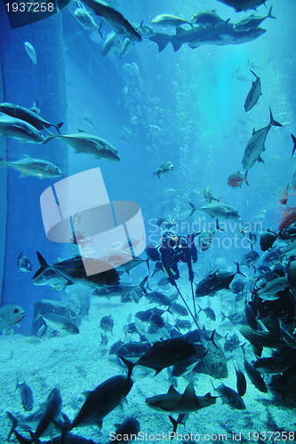 Image of aquarium with fishes and reef