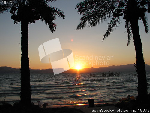 Image of palms sunset