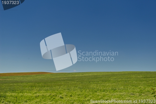 Image of wheat field with blue sky in background