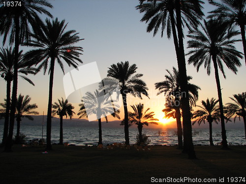 Image of sunset on palm trees