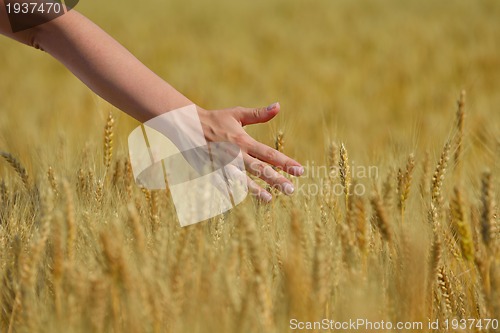 Image of hand in wheat field