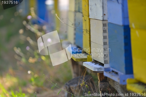 Image of honey bee home in nature