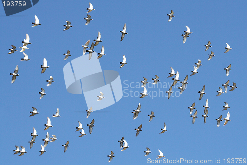 Image of Birds in flight