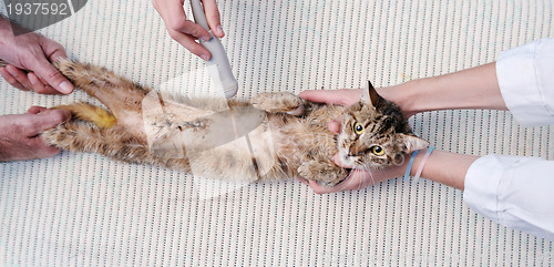Image of veterinarian and assistant in a small animal clinic