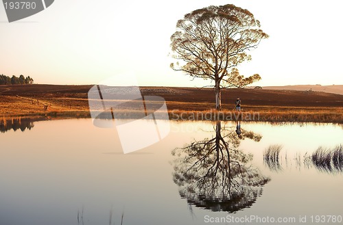 Image of Flyfish #31