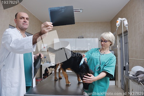 Image of veterinarian and assistant in a small animal clinic