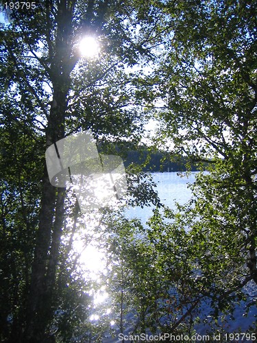 Image of Sunshine through branches