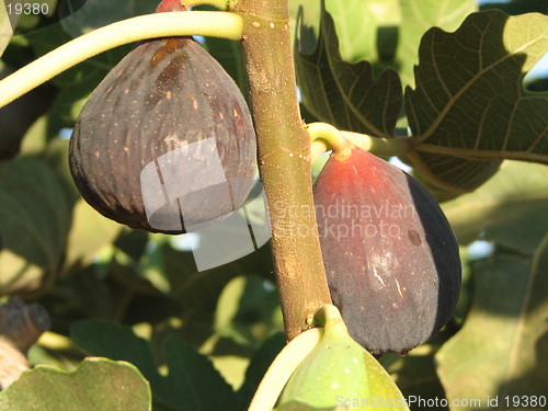 Image of figs