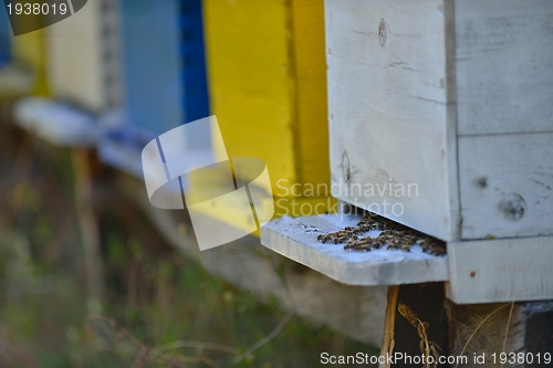 Image of honey bee home in nature