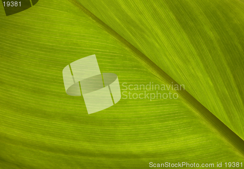 Image of green leaf texture