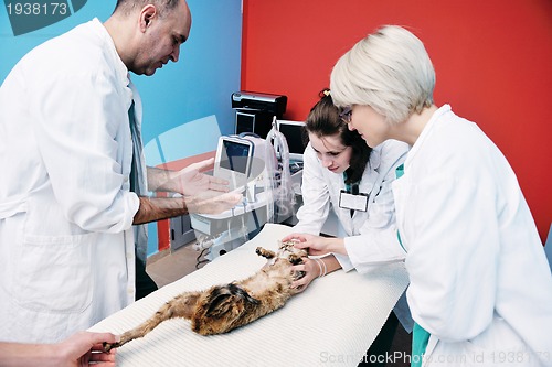 Image of veterinarian and assistant in a small animal clinic