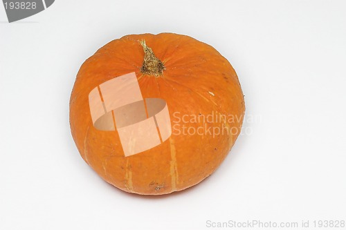 Image of Pumpkin #1