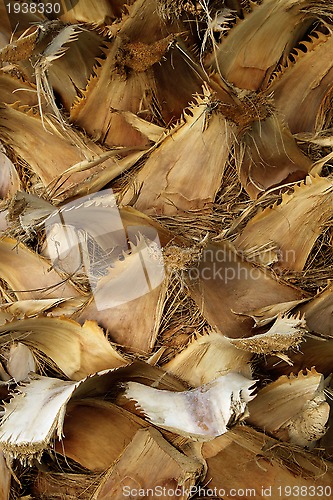 Image of Palm tree trunk 