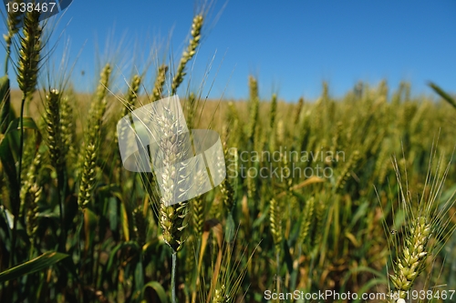 Image of wheat field with blue sky in background