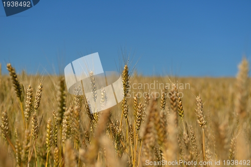 Image of wheat field with blue sky in background