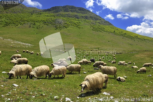 Image of sheeps in nature