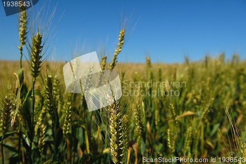 Image of wheat field with blue sky in background