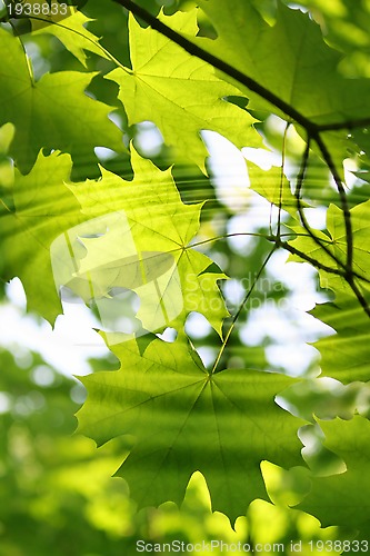 Image of Branch of green maple with water ripples