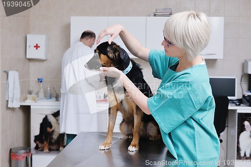 Image of veterinarian and assistant in a small animal clinic