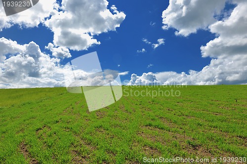 Image of grass and sky nature backgrond