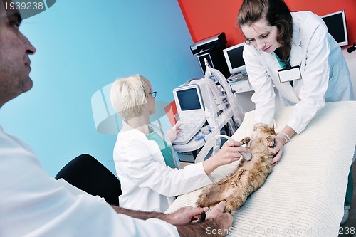 Image of veterinarian and assistant in a small animal clinic