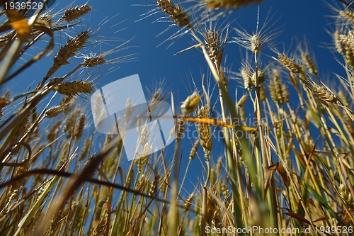 Image of wheat field with blue sky in background