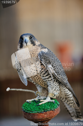 Image of arab falcon bird