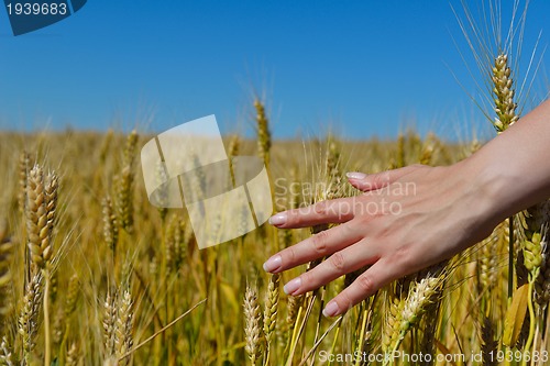 Image of hand in wheat field