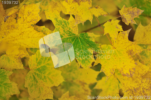 Image of autumn orange leafs background