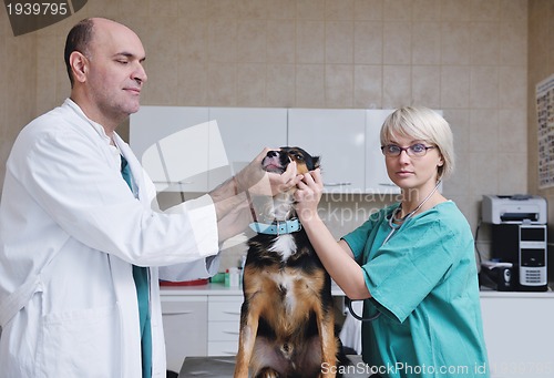 Image of veterinarian and assistant in a small animal clinic